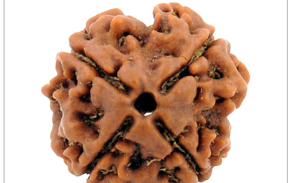 4-Mukhi-Rudraksha