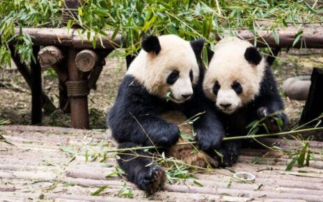 Chengdu Panda Volunteer