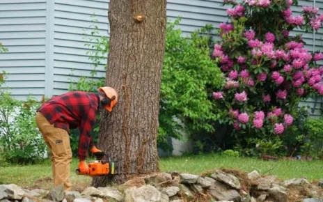 DIY tree removal