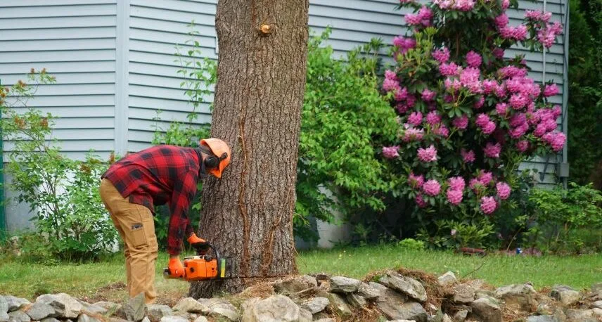 DIY tree removal
