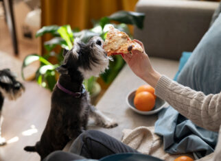 Unlocking the Benefits of Following a Nutritious Diet for Pets